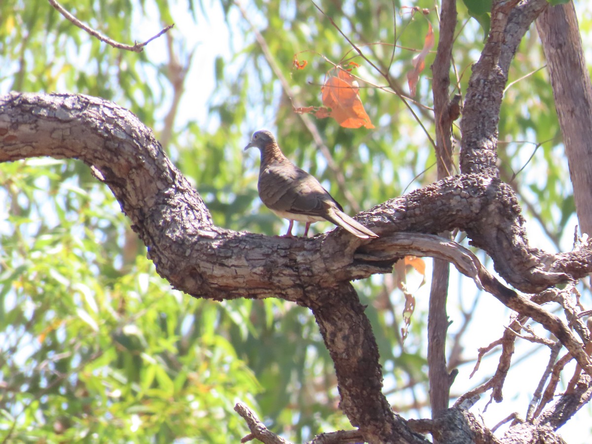 Bar-shouldered Dove - ML622586398