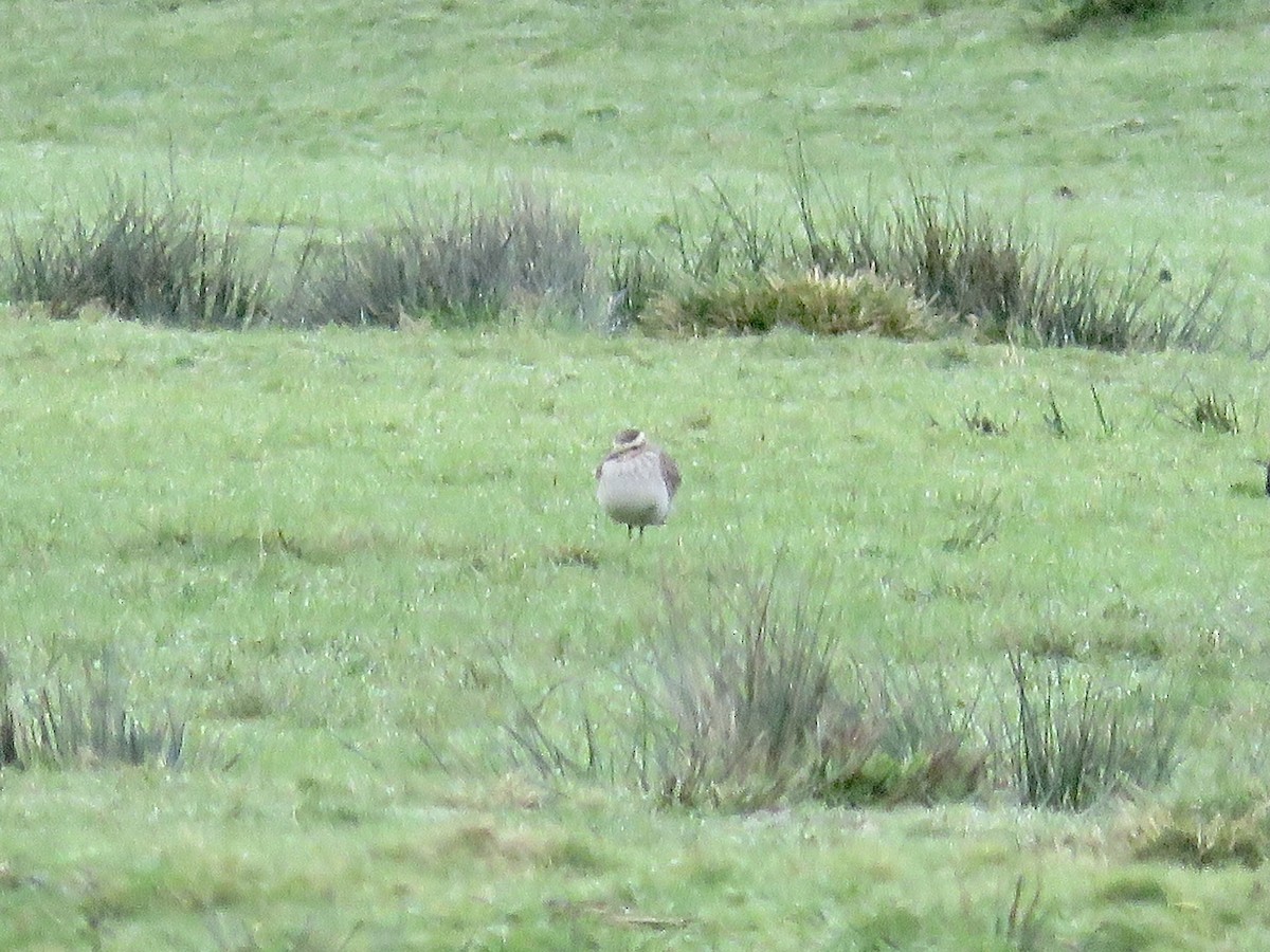 Sociable Lapwing - ML622586492