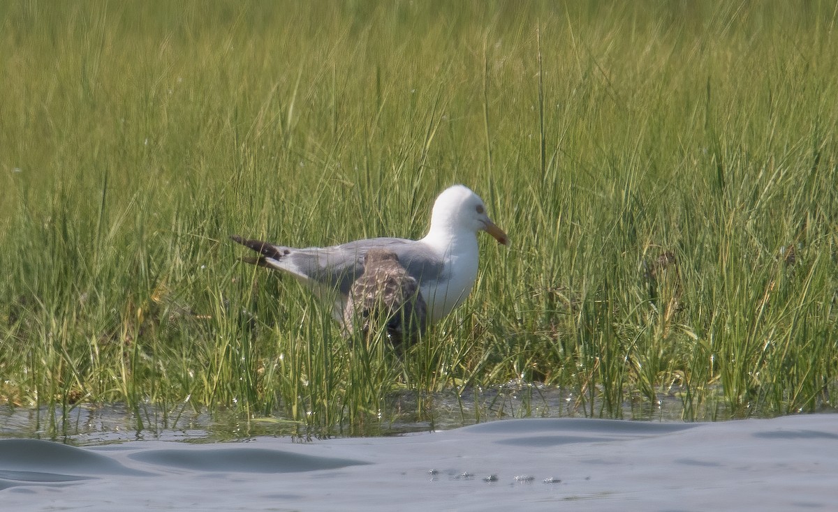 Herring Gull (American) - ML622586496