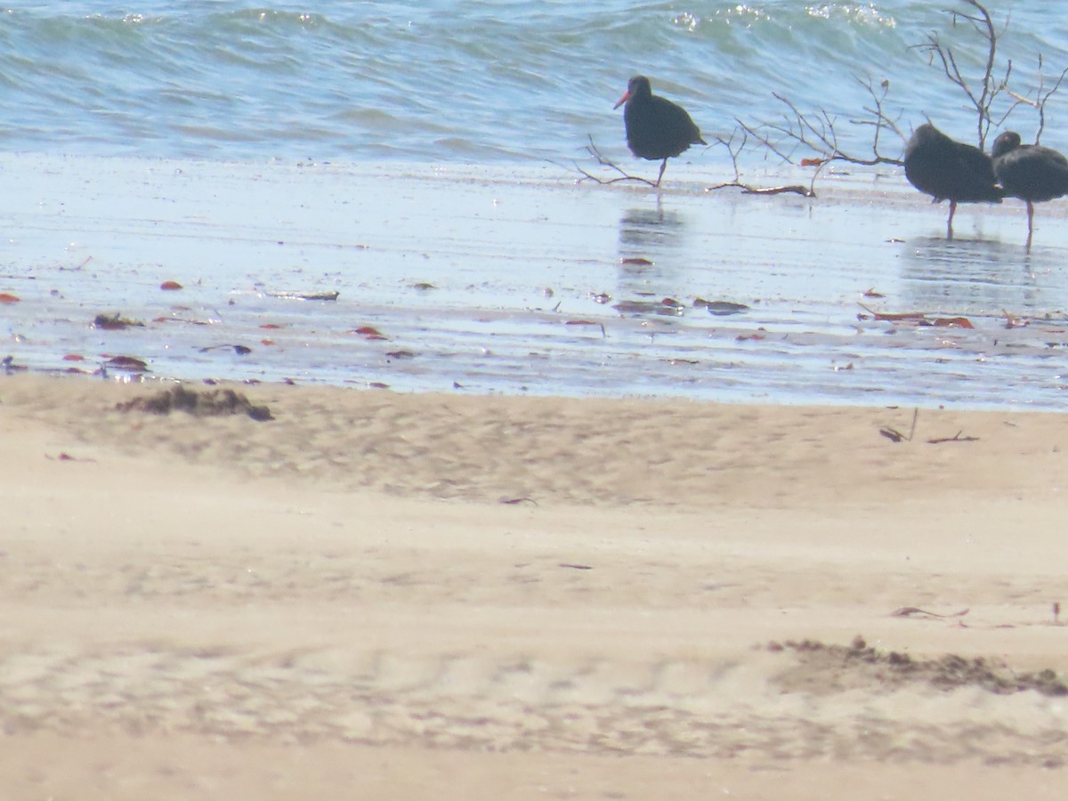 Sooty Oystercatcher - ML622586511