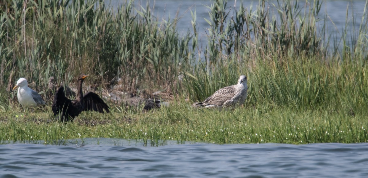 Great Black-backed Gull - ML622586512