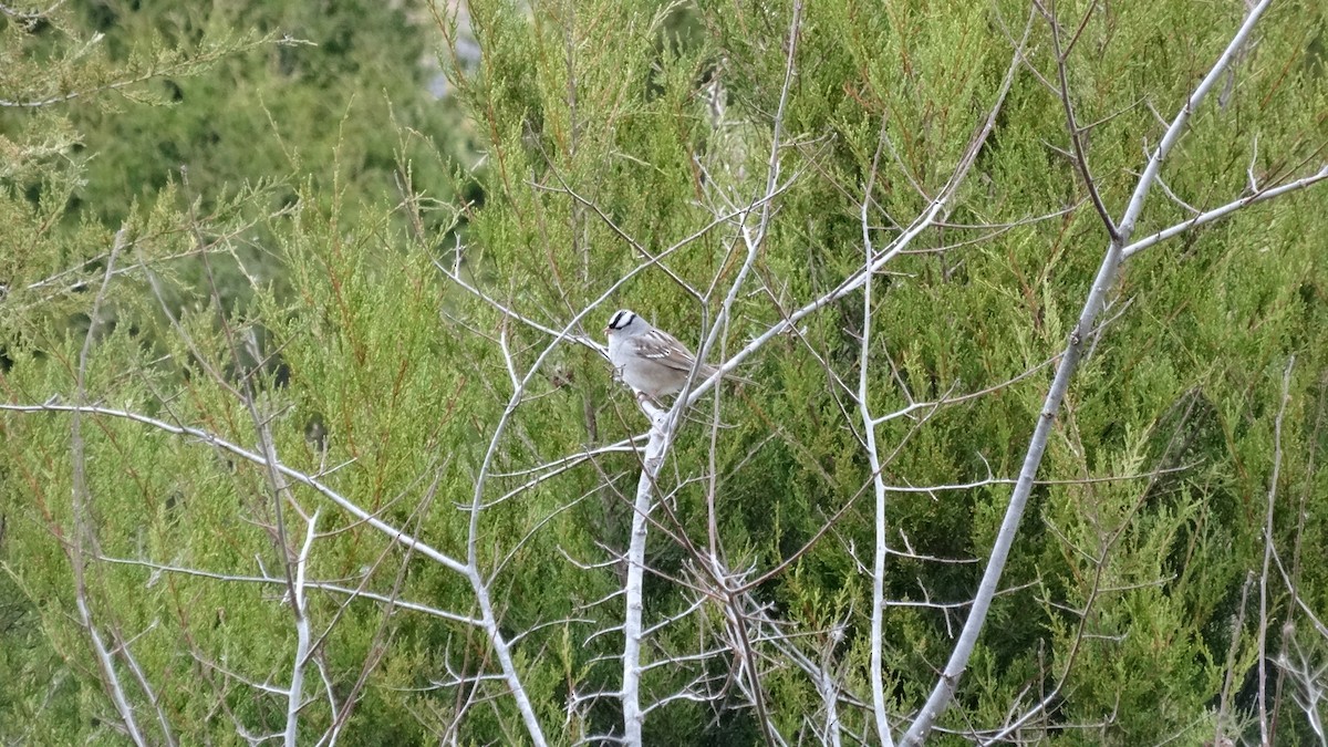 White-crowned Sparrow - ML622586538