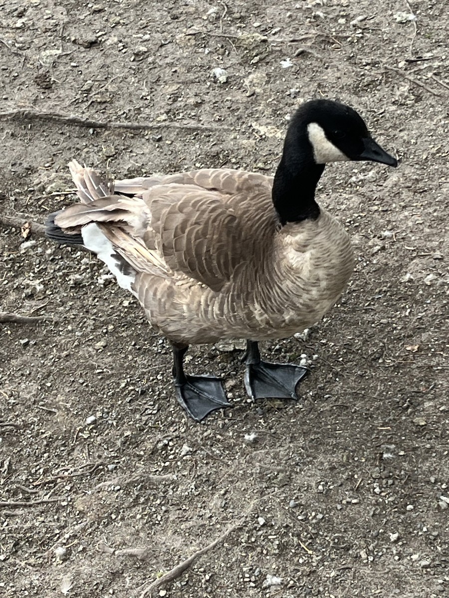 Cackling Goose - ML622586602