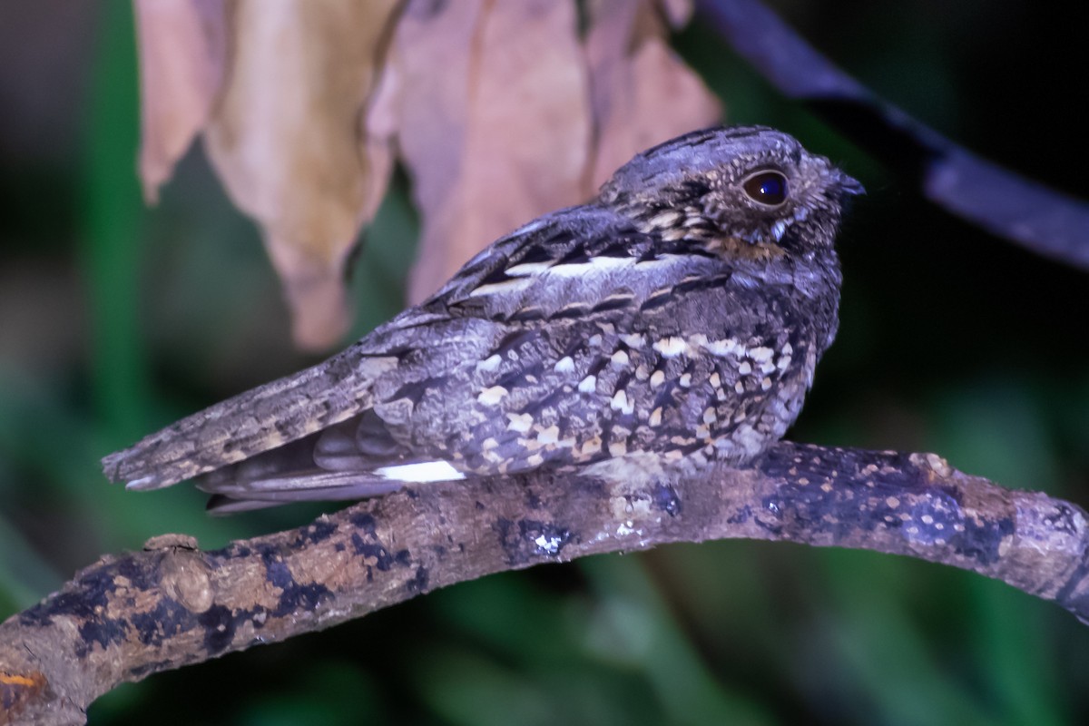 Little Nightjar - Rubens Galdino