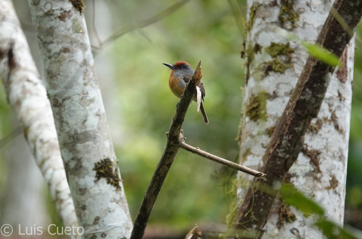 Rufous-capped Nunlet - ML622586635