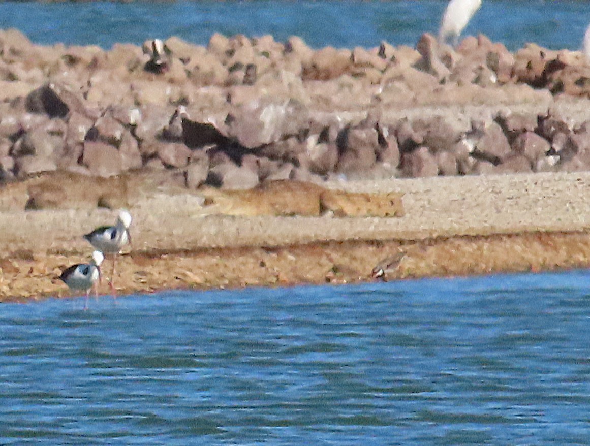 Black-fronted Dotterel - ML622586659