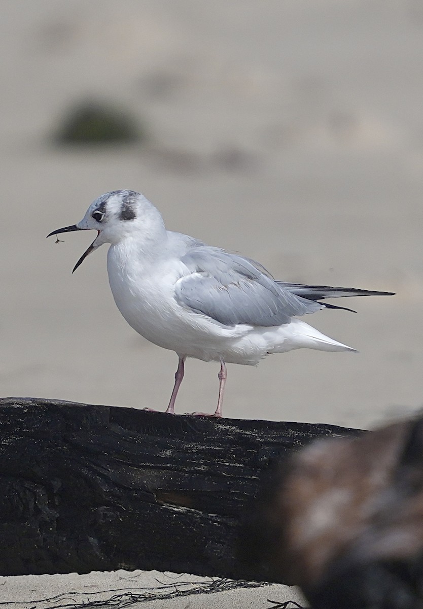 Bonaparte's Gull - Pamela Viale