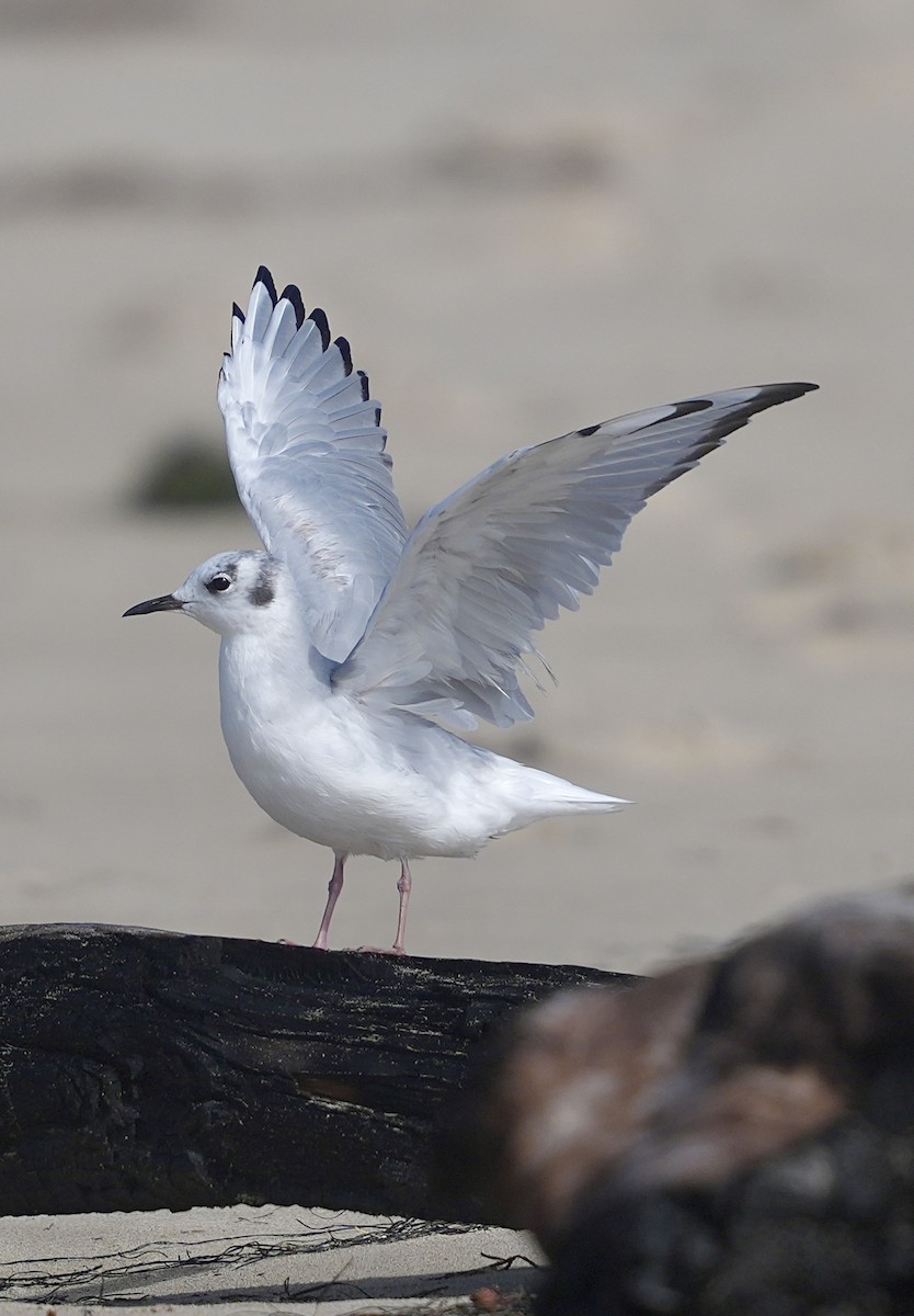 Mouette de Bonaparte - ML622586680