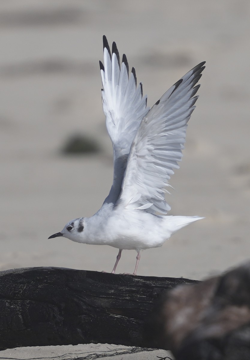 Bonaparte's Gull - Pamela Viale