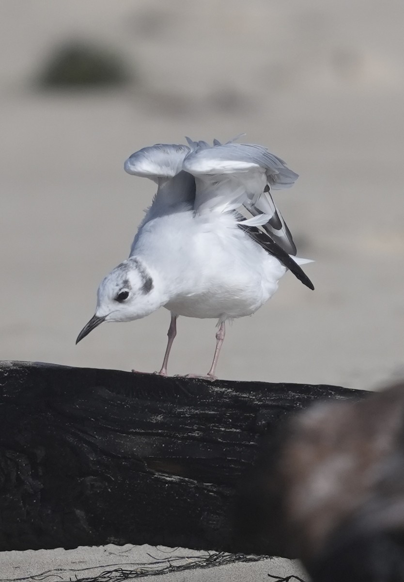 Bonaparte's Gull - Pamela Viale