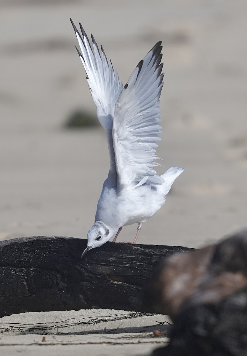 Mouette de Bonaparte - ML622586685