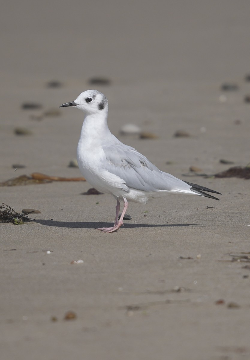 Mouette de Bonaparte - ML622586686