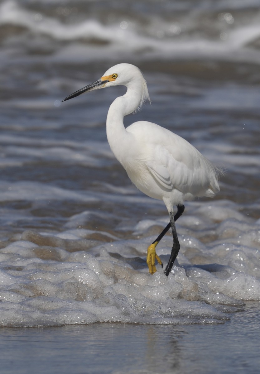 Snowy Egret - Pamela Viale