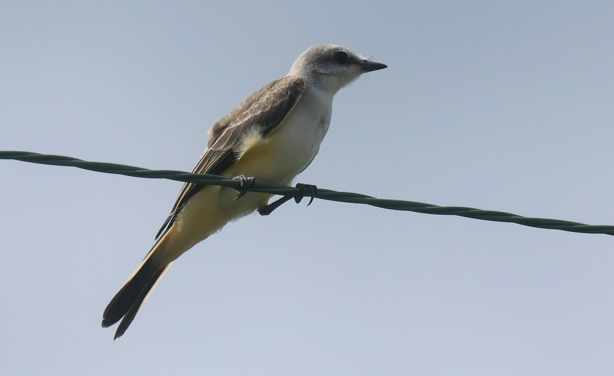 Scissor-tailed Flycatcher - ML622586717