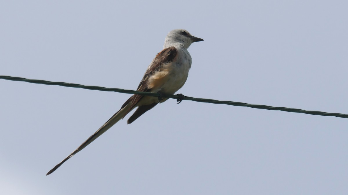 Scissor-tailed Flycatcher - ML622586718