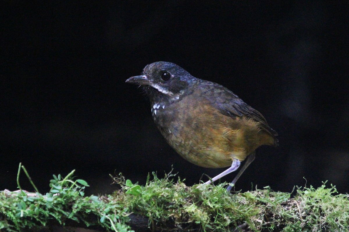 Moustached Antpitta - ML622586757