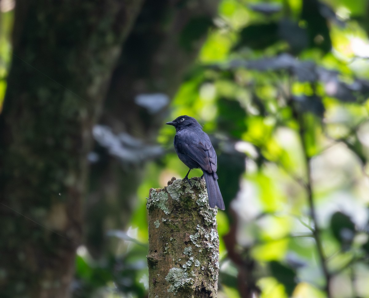 Yellow-eyed Black-Flycatcher - ML622586799