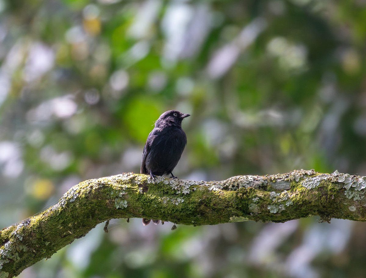 Yellow-eyed Black-Flycatcher - ML622586800