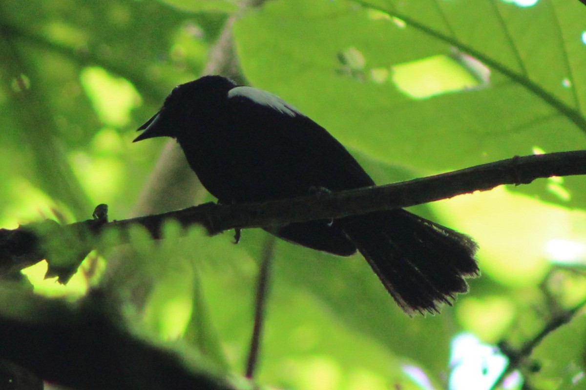 White-shouldered Tanager - ML622586808