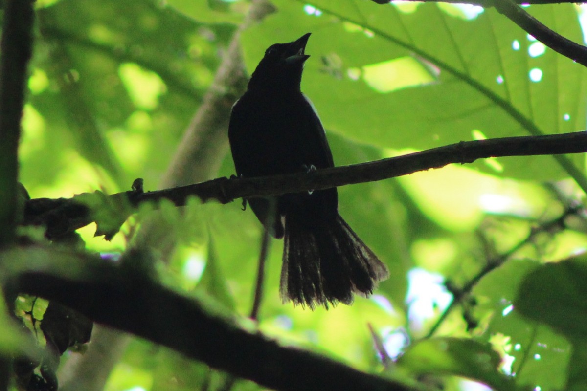 White-shouldered Tanager - ML622586809