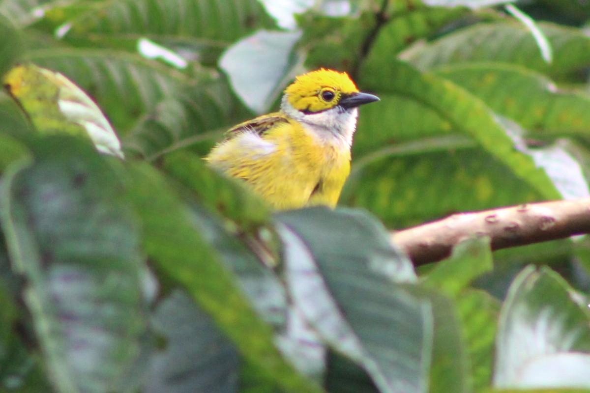 Silver-throated Tanager - ML622586842