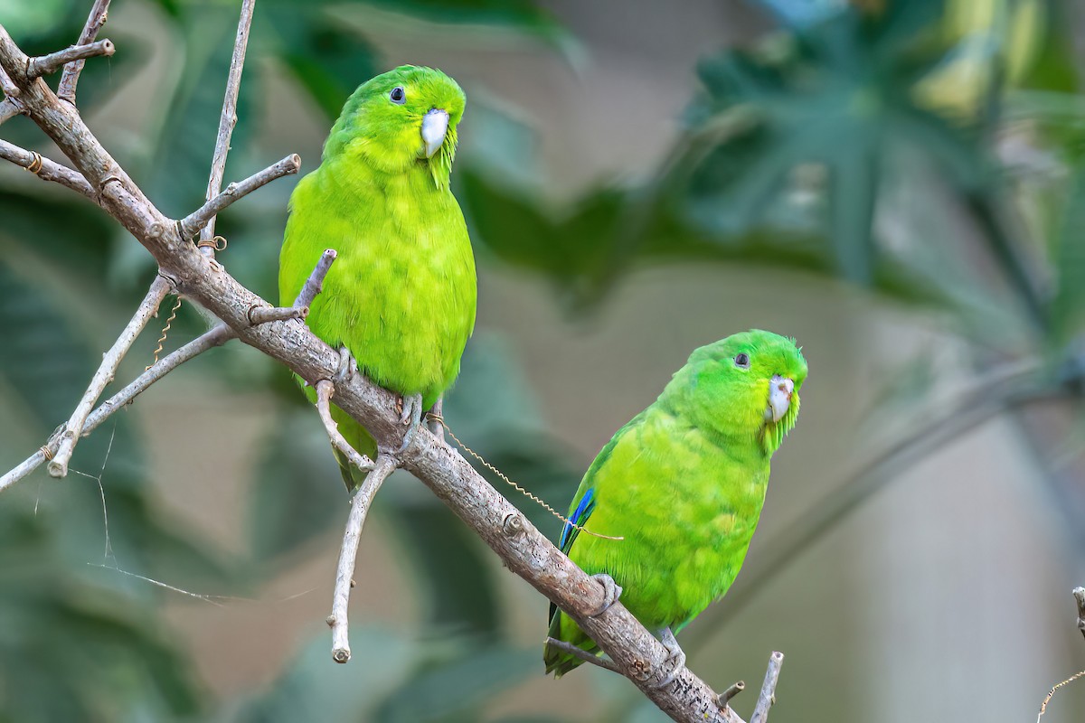 Cobalt-rumped Parrotlet - ML622586847