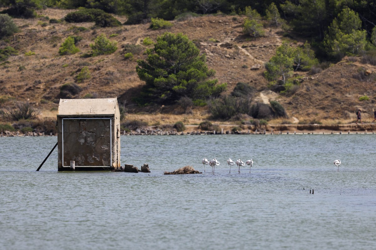 Greater Flamingo - ML622586876