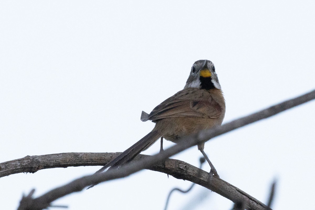 Chotoy Spinetail - ML622586880