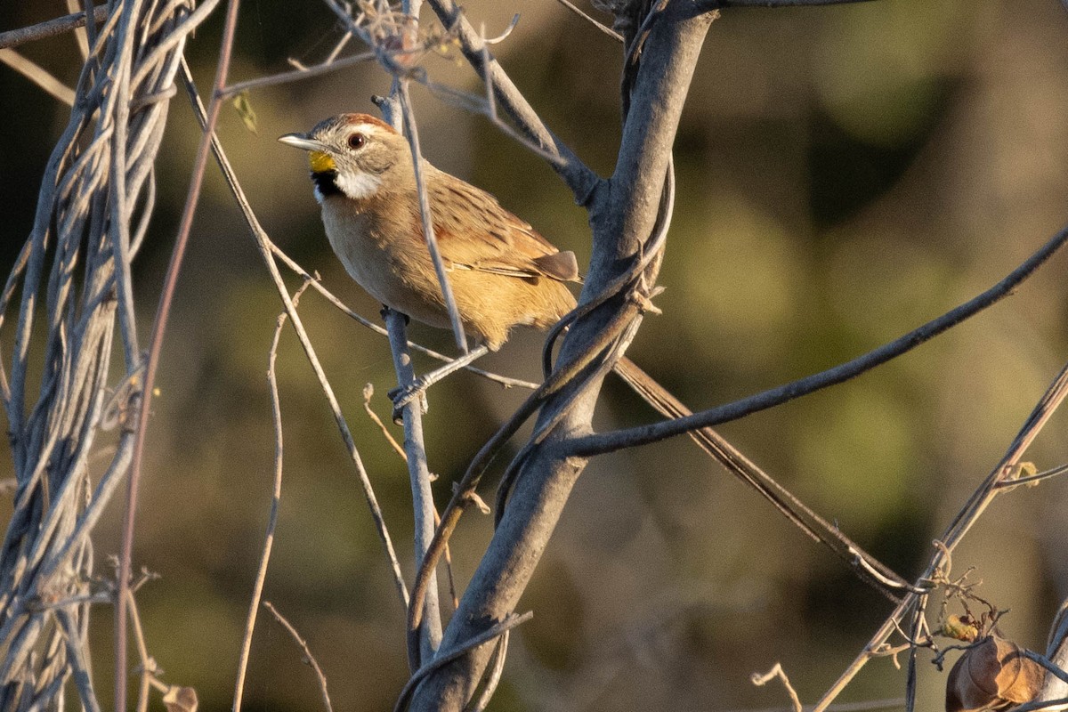 Chotoy Spinetail - ML622586881