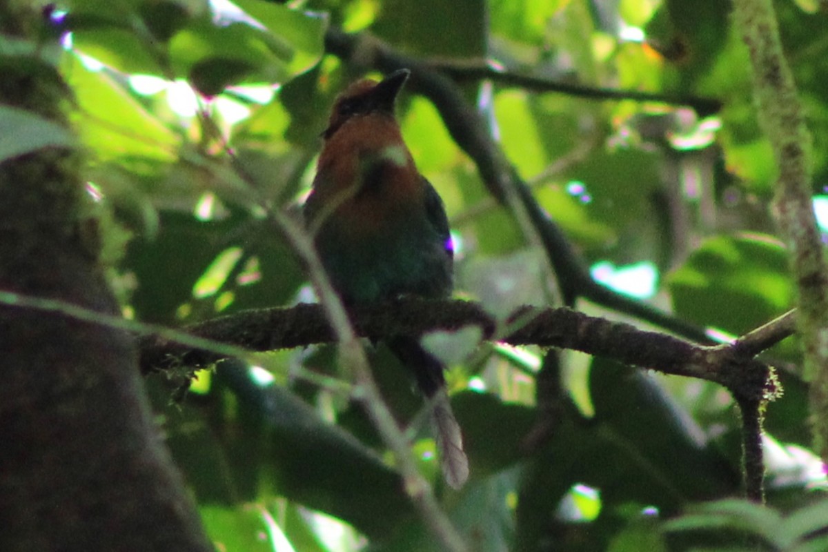 Broad-billed Motmot (Broad-billed) - Tommy DeBardeleben