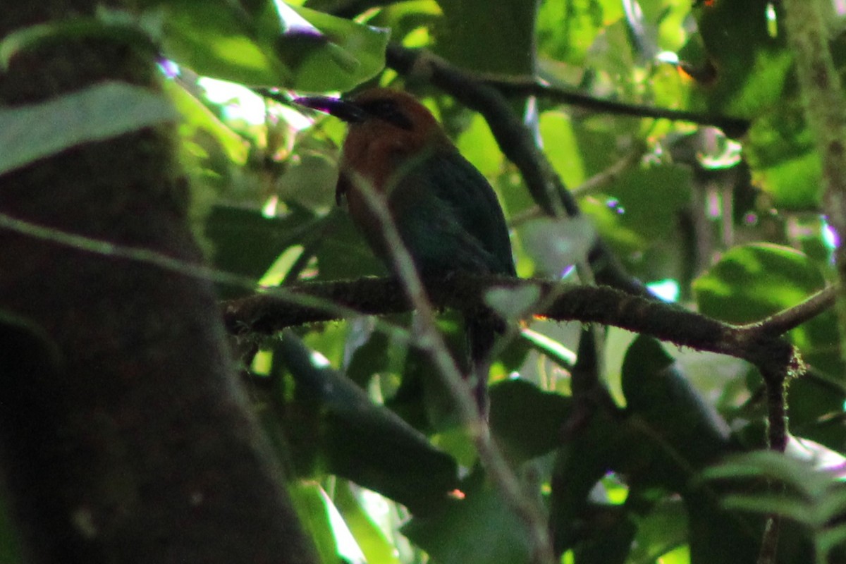 Broad-billed Motmot (Broad-billed) - ML622586891