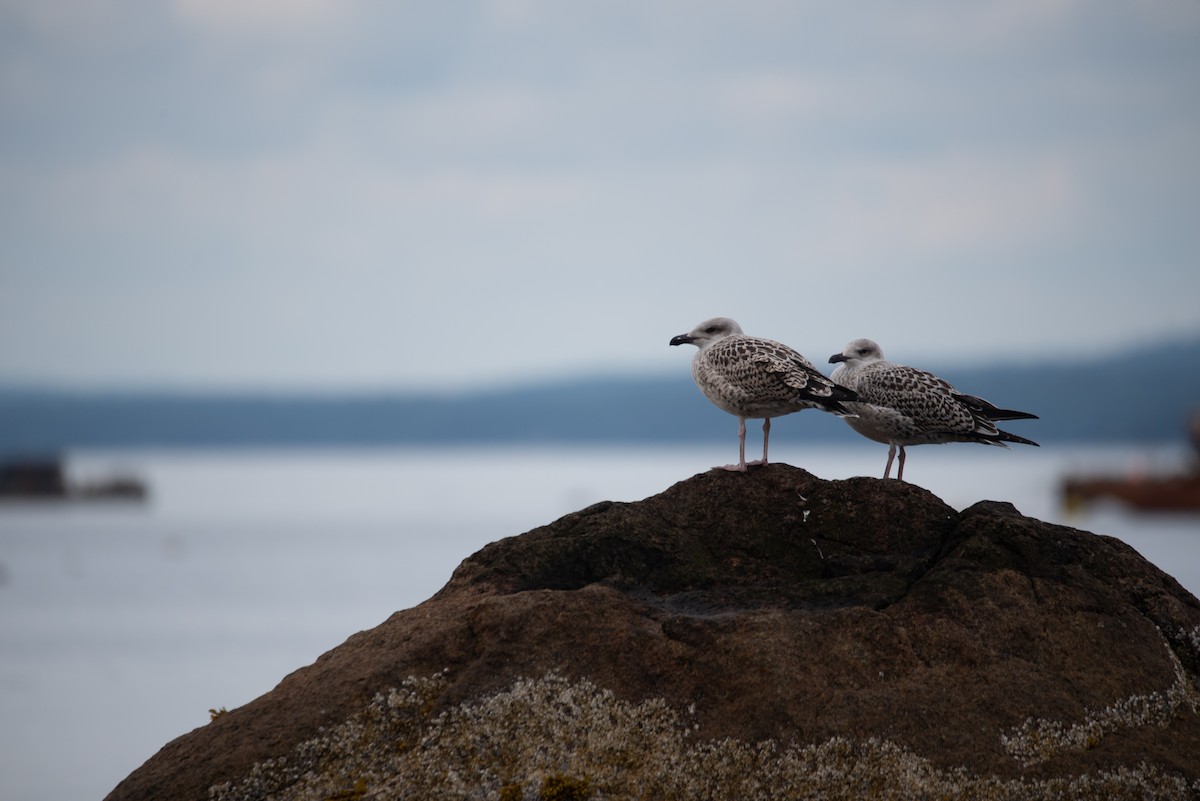 Great Black-backed Gull - ML622586911