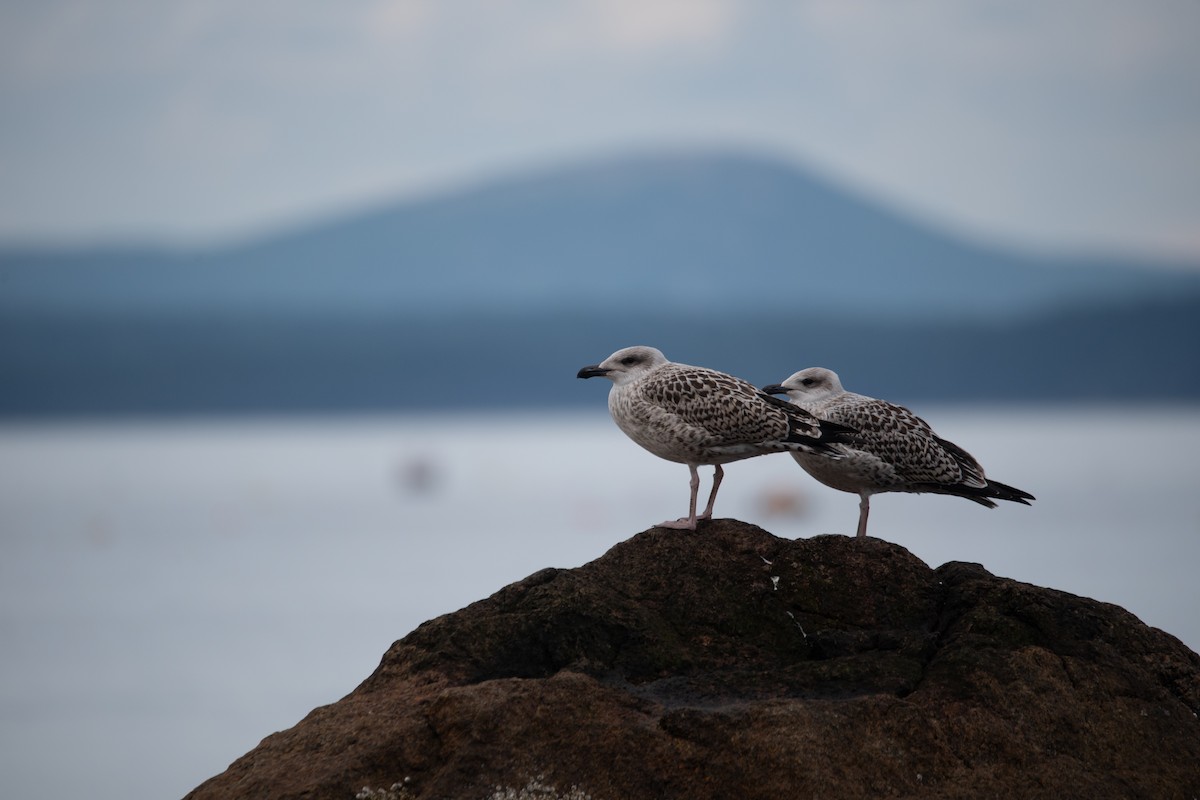 Great Black-backed Gull - ML622586913