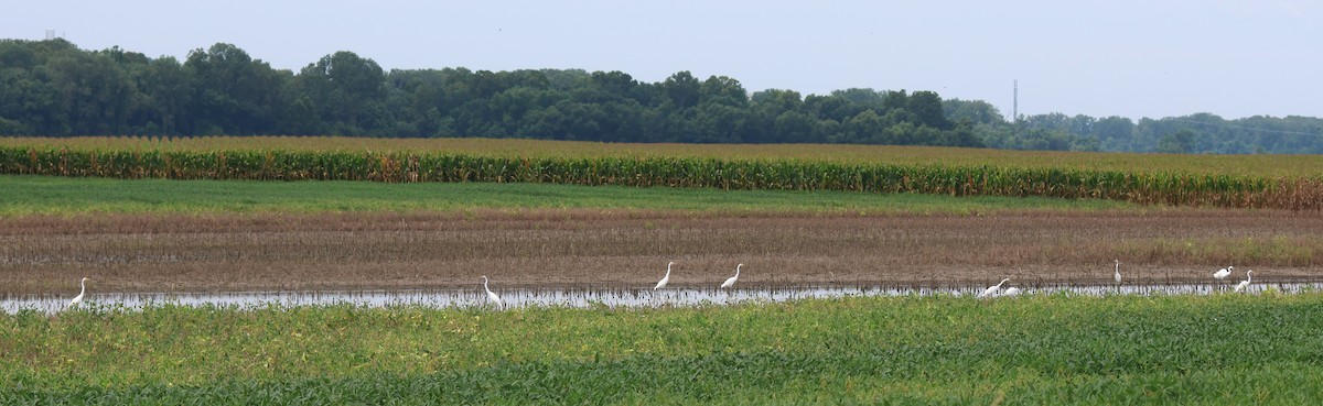 Great Egret - ML622586934