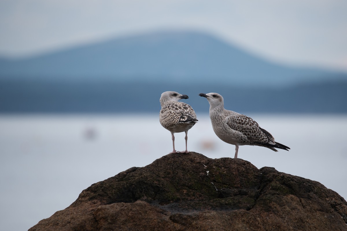 Great Black-backed Gull - ML622586951