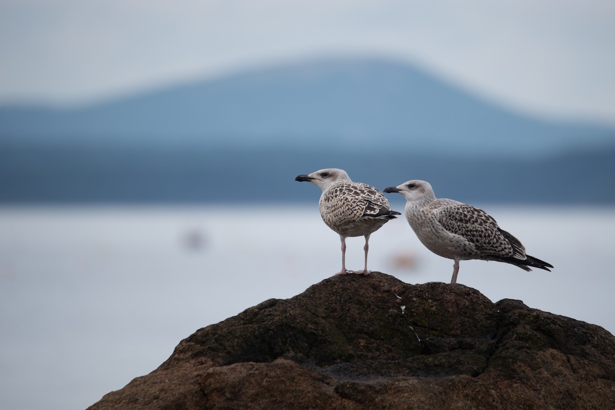 Great Black-backed Gull - ML622586954