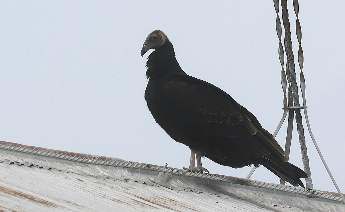 Turkey Vulture - ML622587021