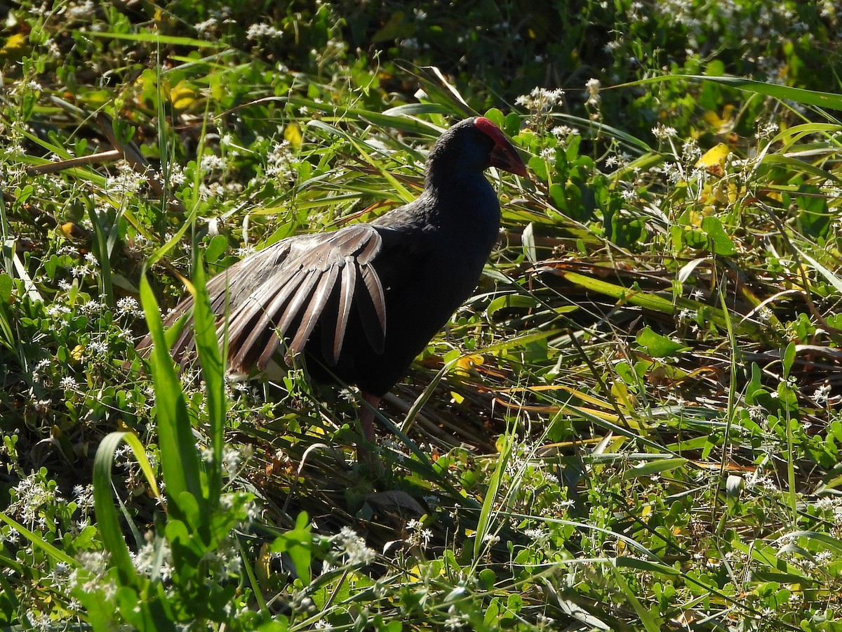 Western Swamphen - ML622587038