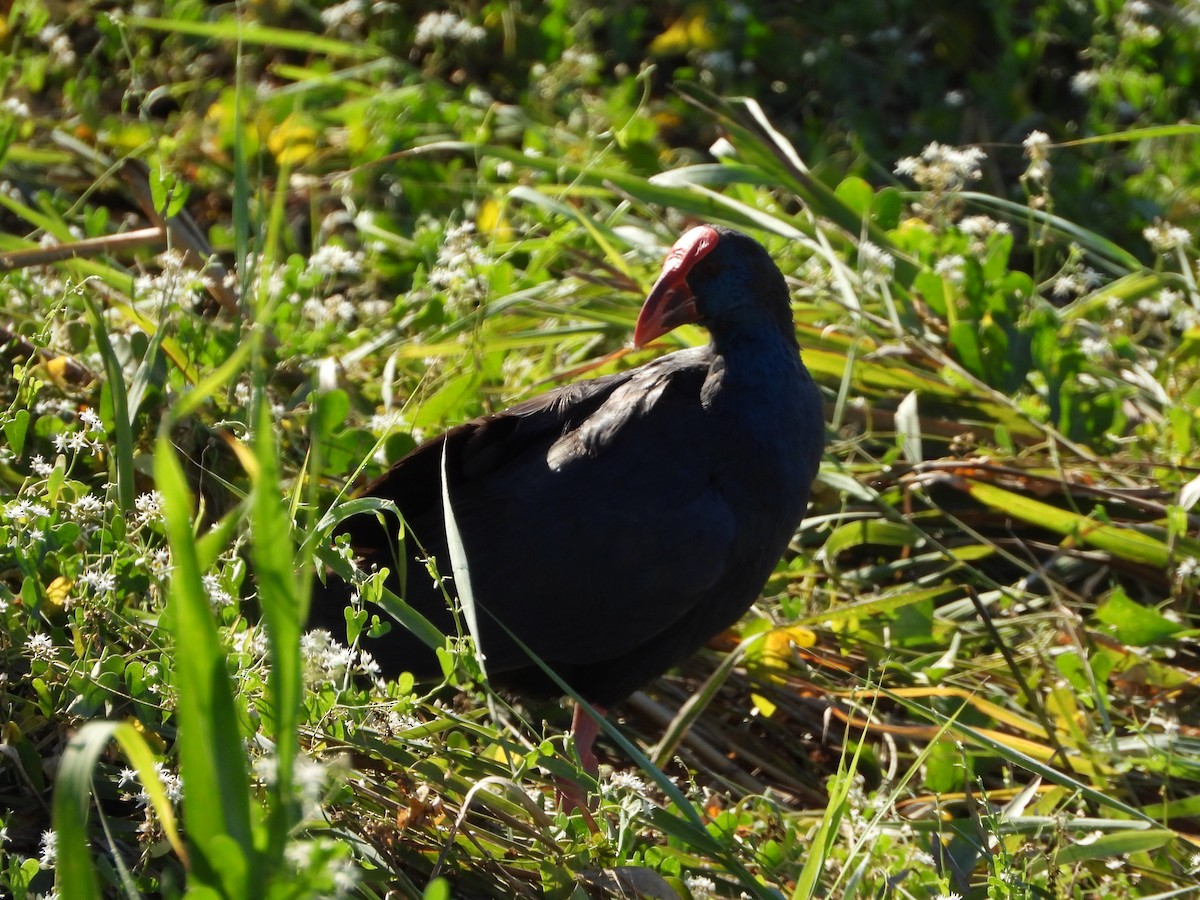 Western Swamphen - ML622587044