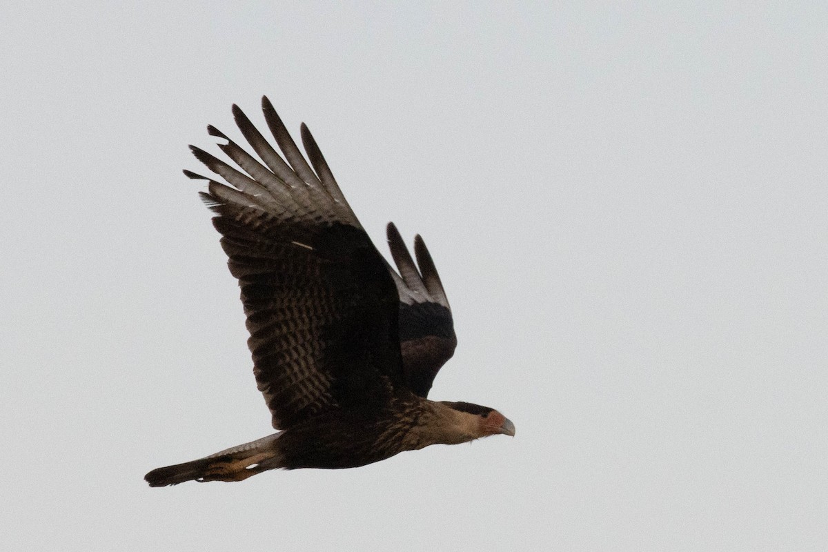 Crested Caracara - ML622587045