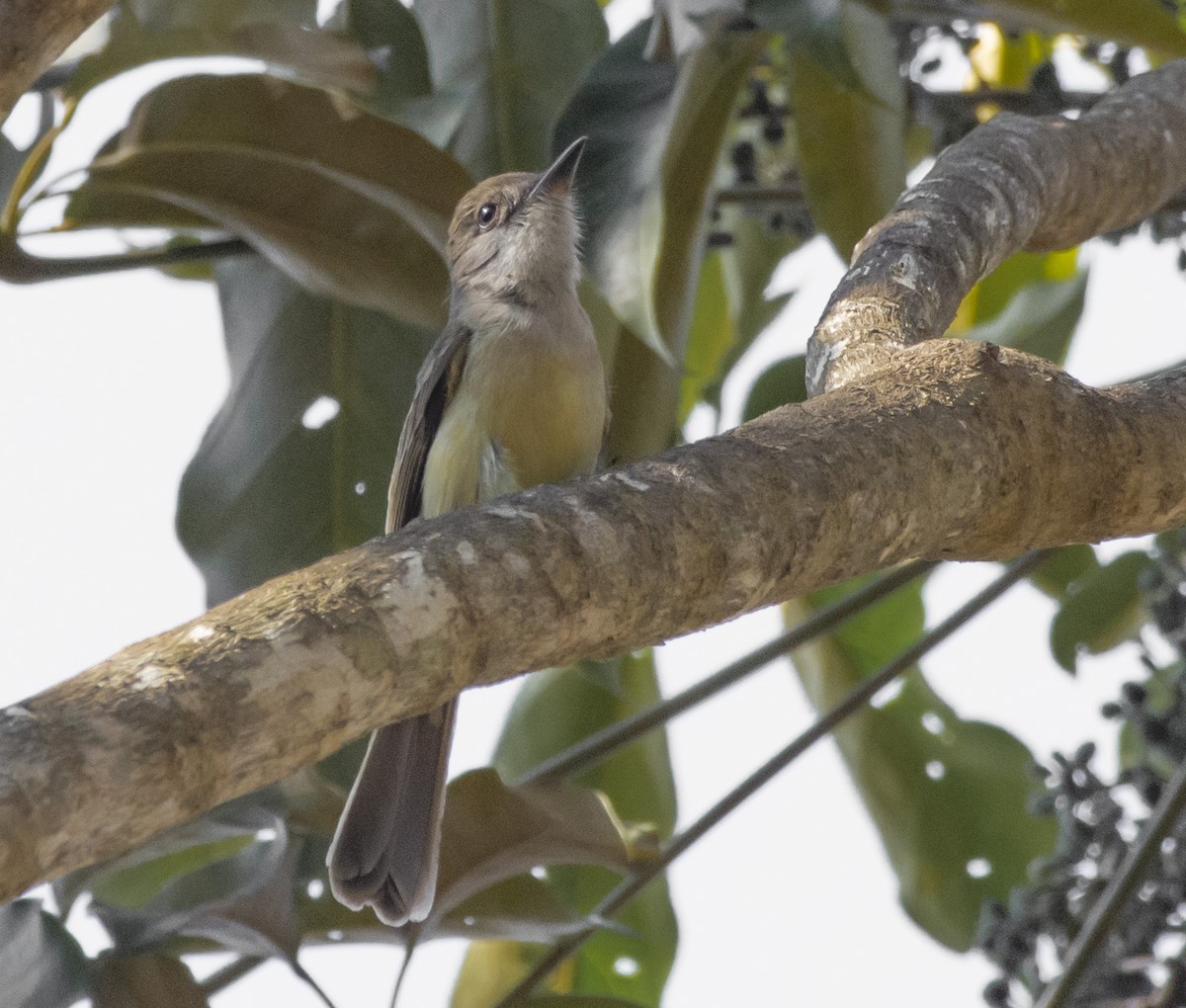 Swainson's Flycatcher - ML622587108