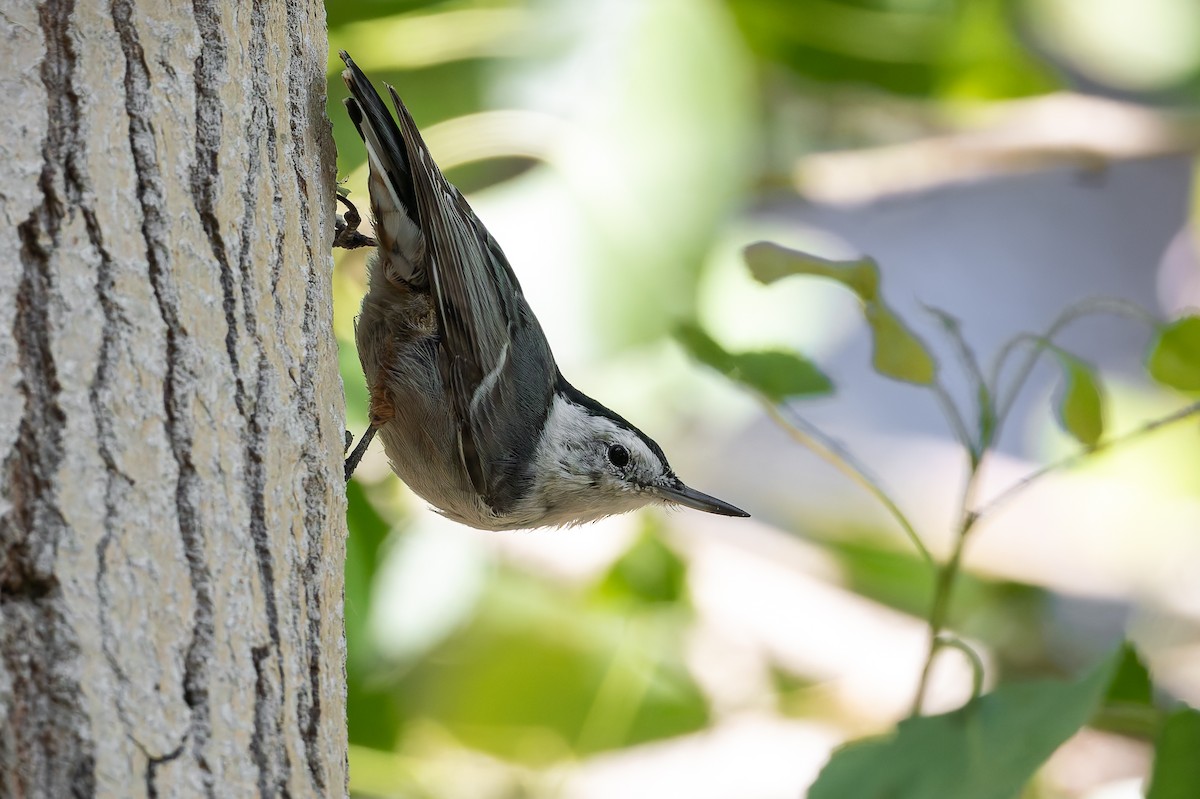 White-breasted Nuthatch - ML622587110