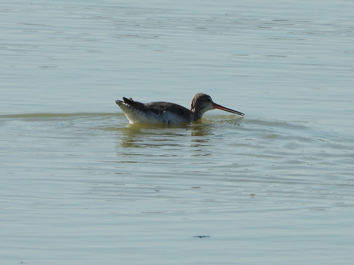 Spotted Redshank - Ricardo Moral