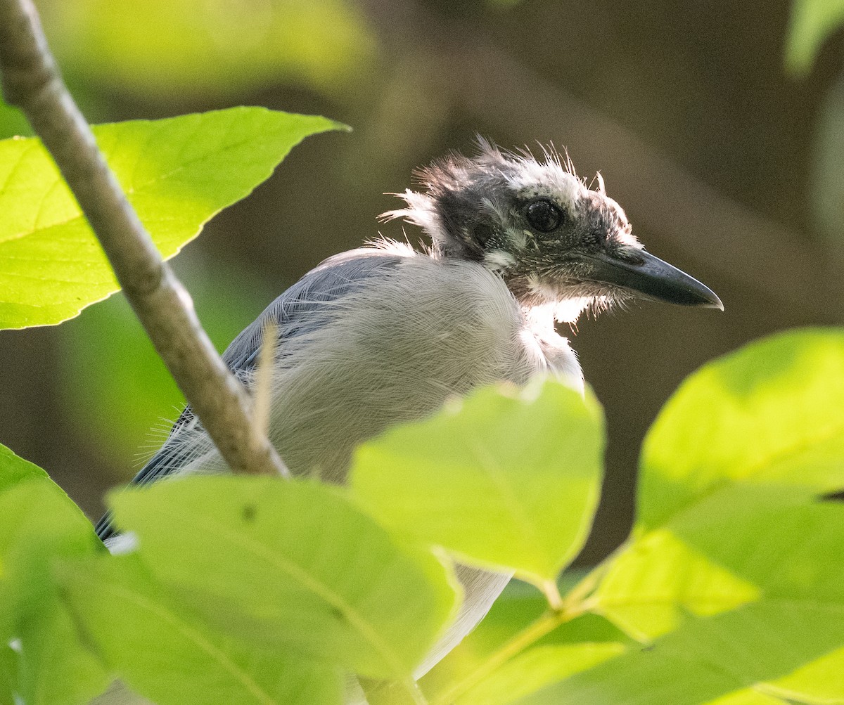 Blue Jay - ML622587197