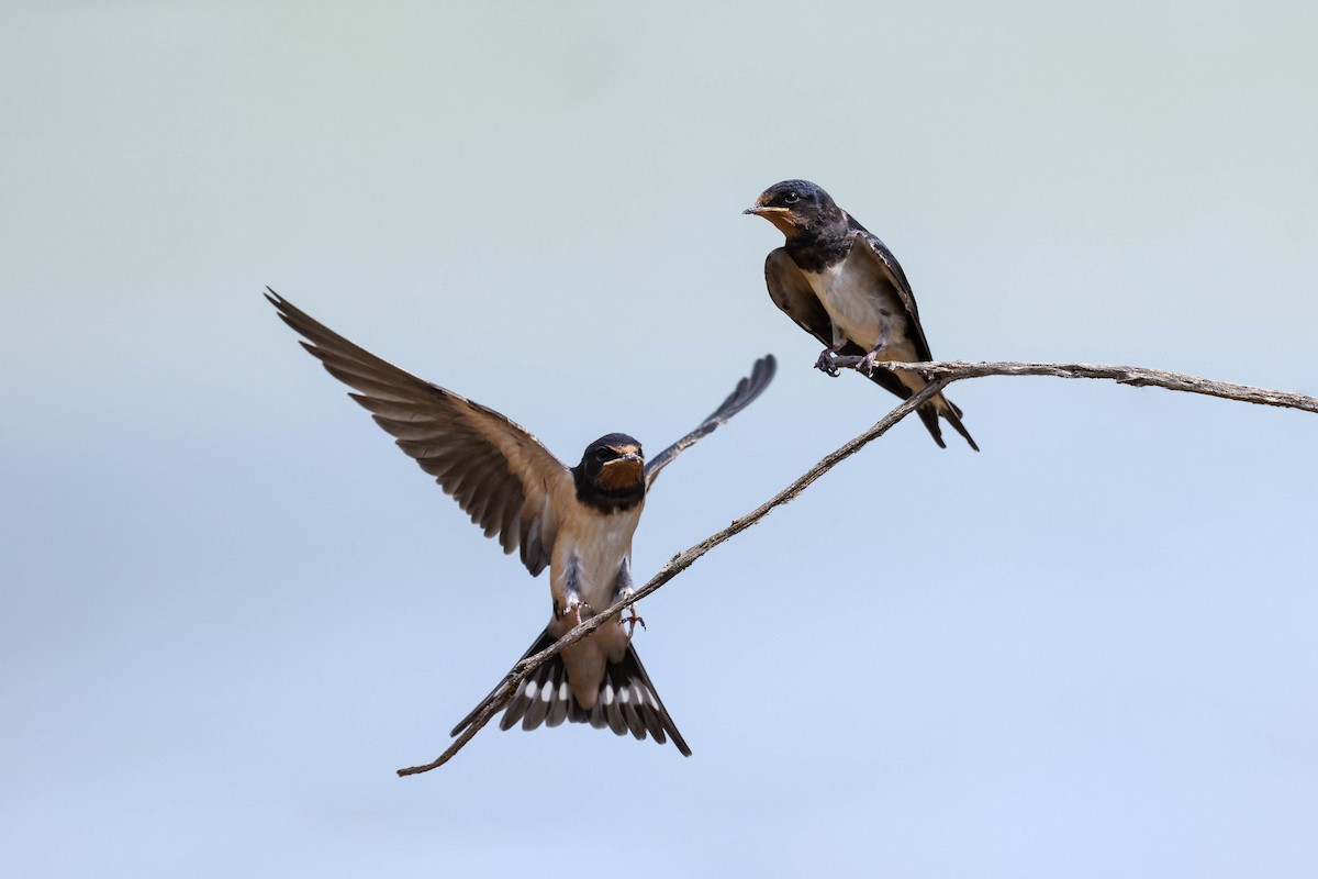 Barn Swallow - ML622587367