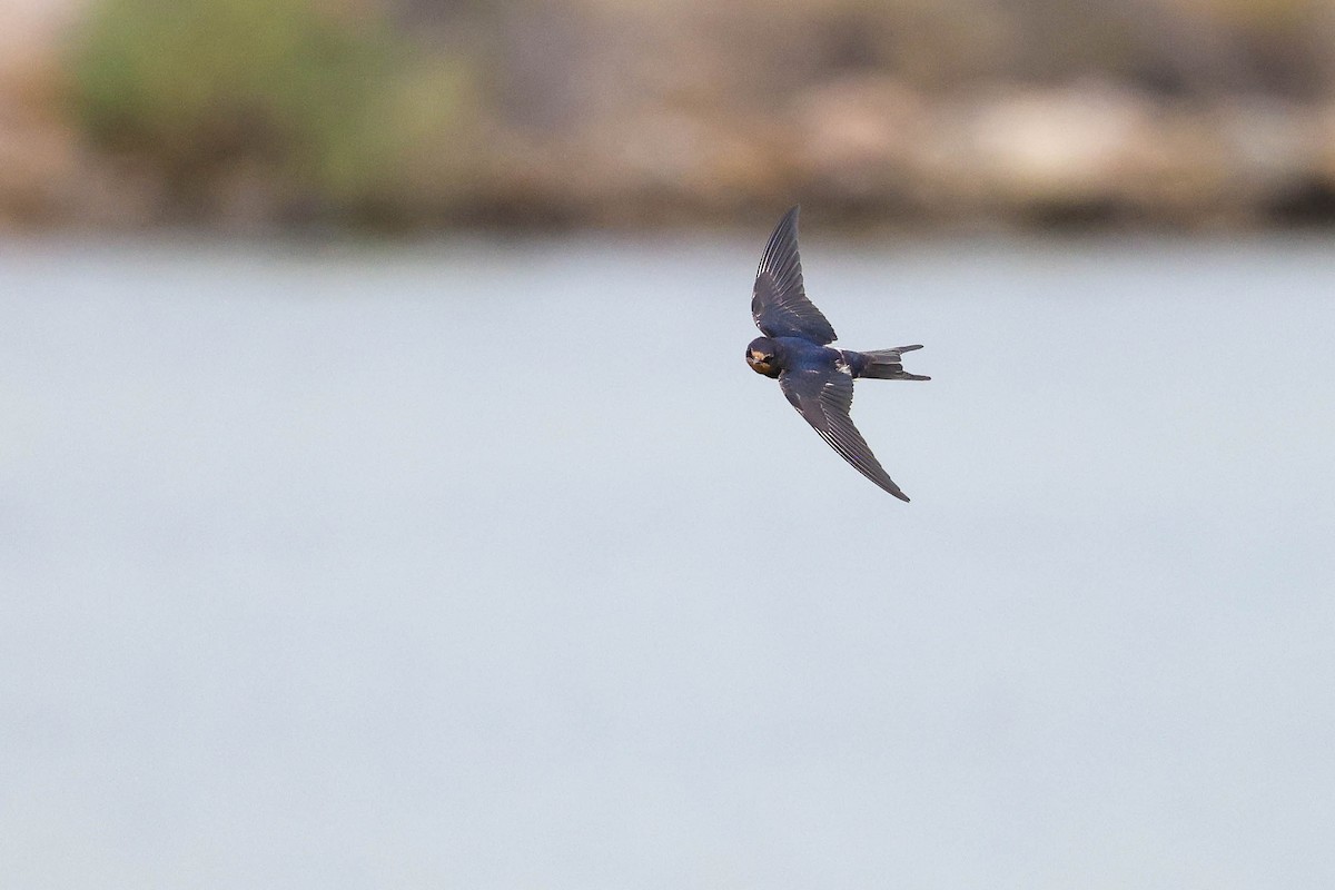 Barn Swallow - ML622587374