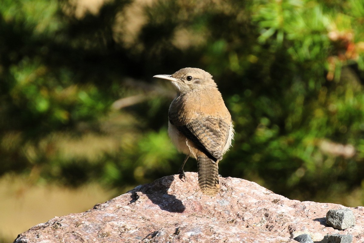 Rock Wren - ML622587535