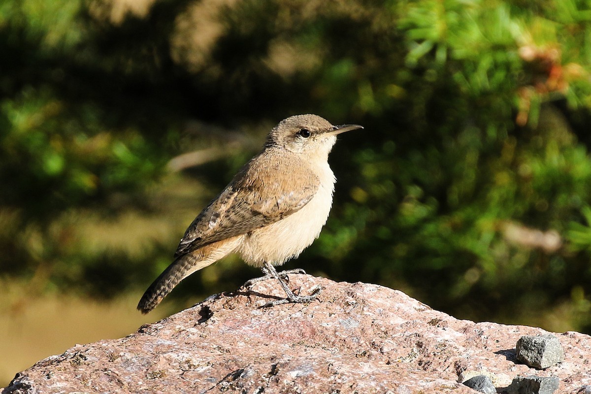 Rock Wren - ML622587536