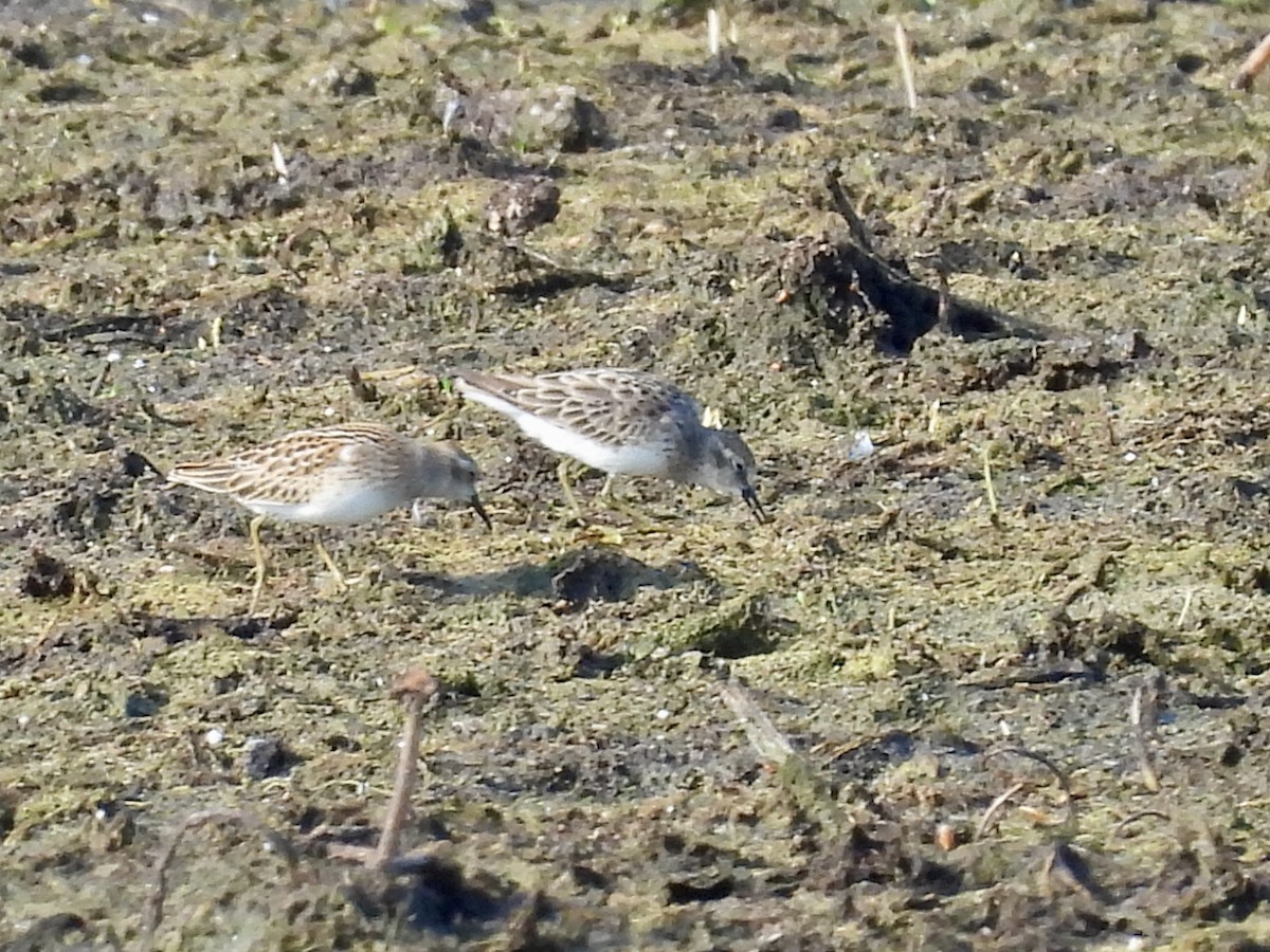 Graubrust-Strandläufer - ML622587620