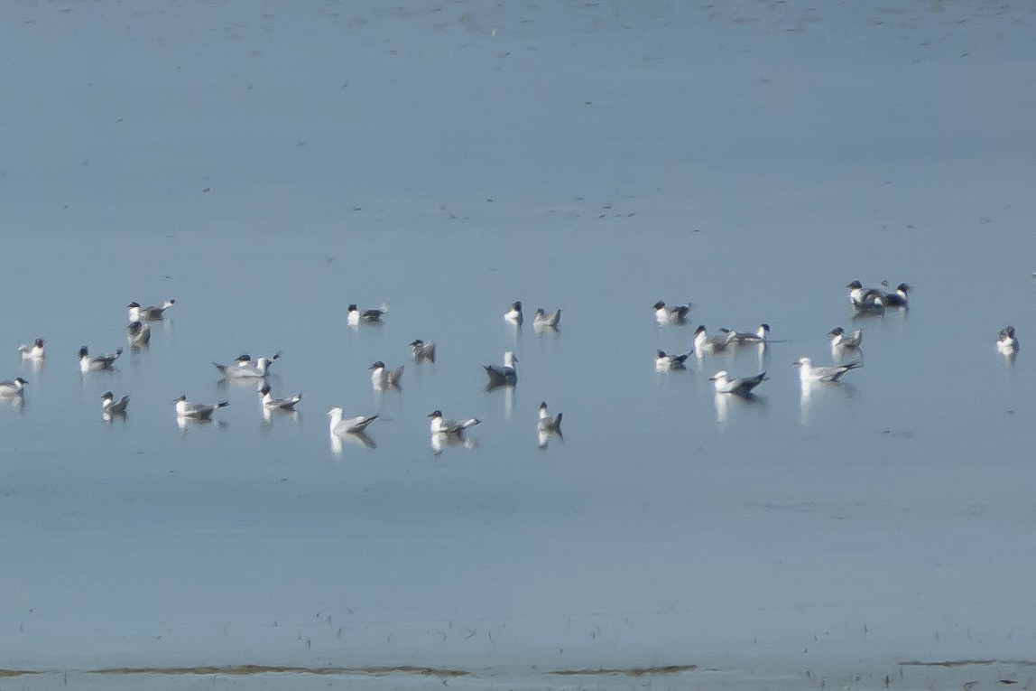 Franklin's Gull - ML622587808